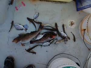 10月３０日の湾内釣り