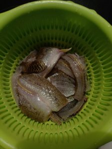 今日はハゼ釣り